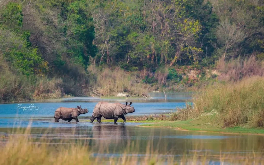 Chitwan Tour